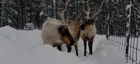 Wild Elk in Williams Arizona