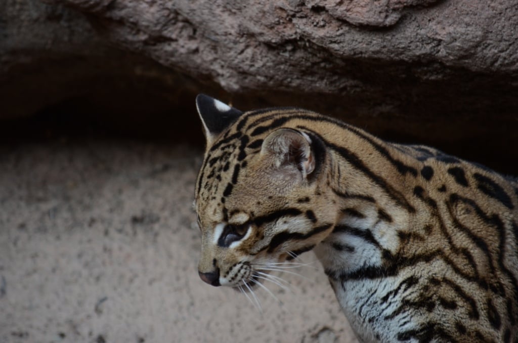 Sonora Desert Museum-1