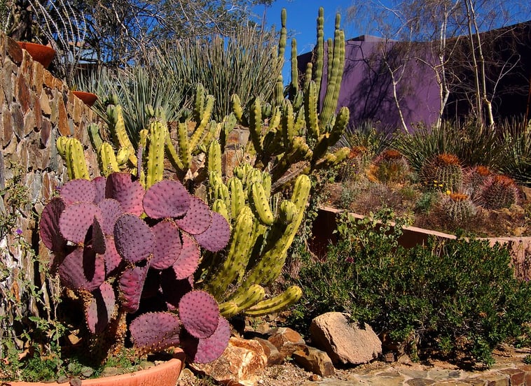 Sonora Desert Museum