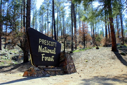 prescott national forest