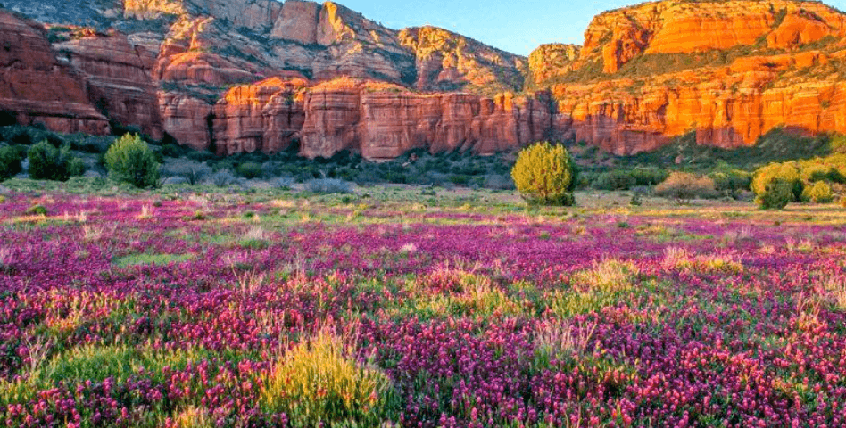 sedona flowers