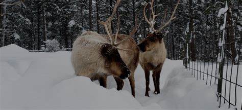 Wild Elk in Williams Arizona