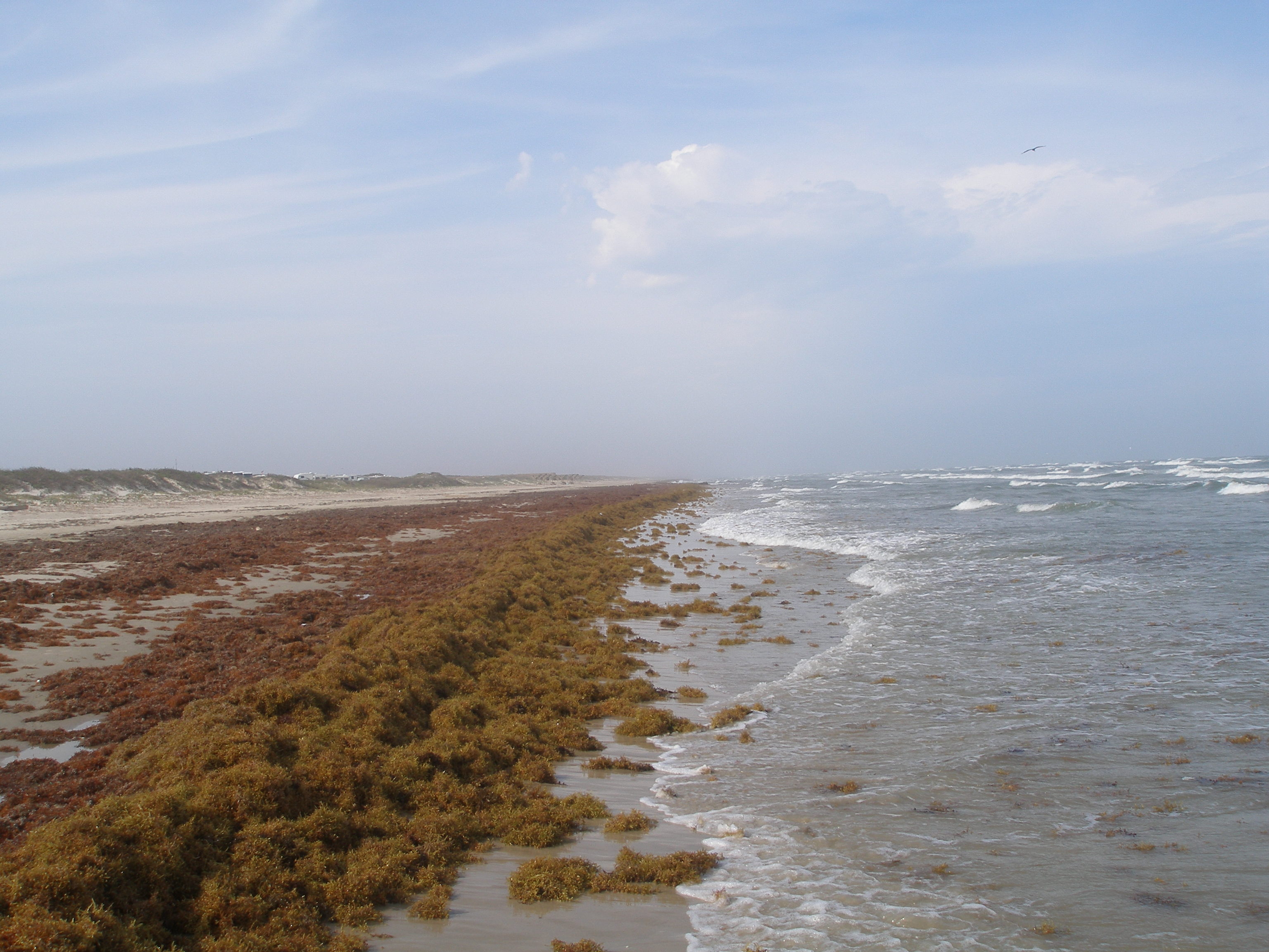 Parc national de la barrière de Padre Island (13) (14497446918)